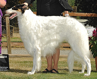 Top AKC NOHS Borzoi 2019